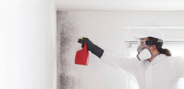 Trusted Torrington, CT Mold Removal Experts